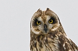 Kula Owl---- _19